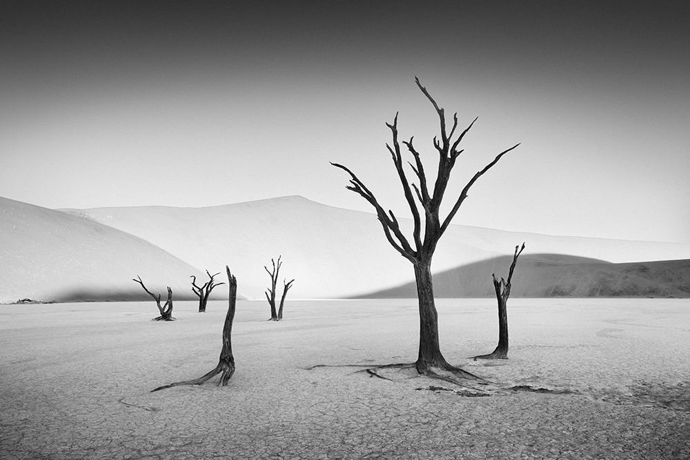 Deadvlei art print by Willa Wei for $57.95 CAD