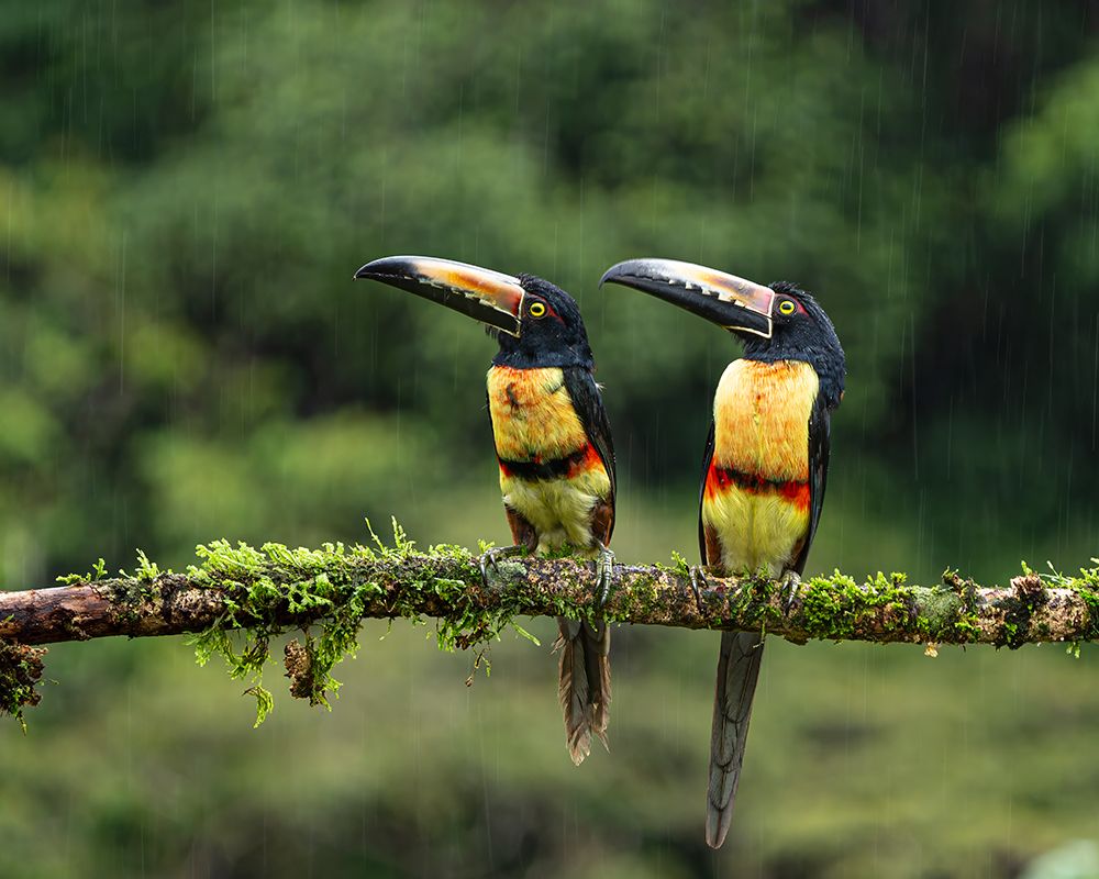 Collared Aracaris In The Rains art print by Saurabh Dhanorkar for $57.95 CAD