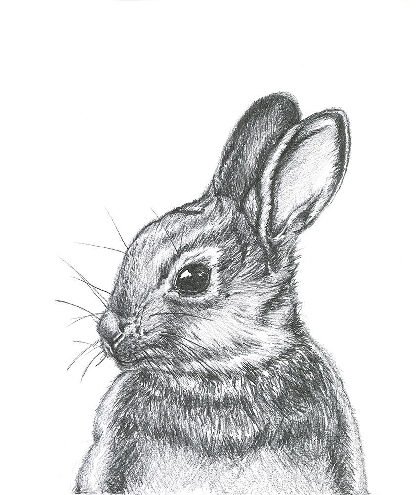Cottantail art print by Lor Muller for $57.95 CAD
