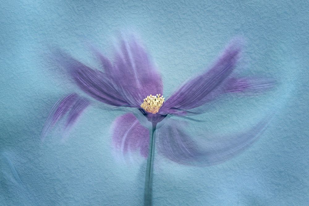 My Favorite Cosmos art print by Molly Fu for $57.95 CAD