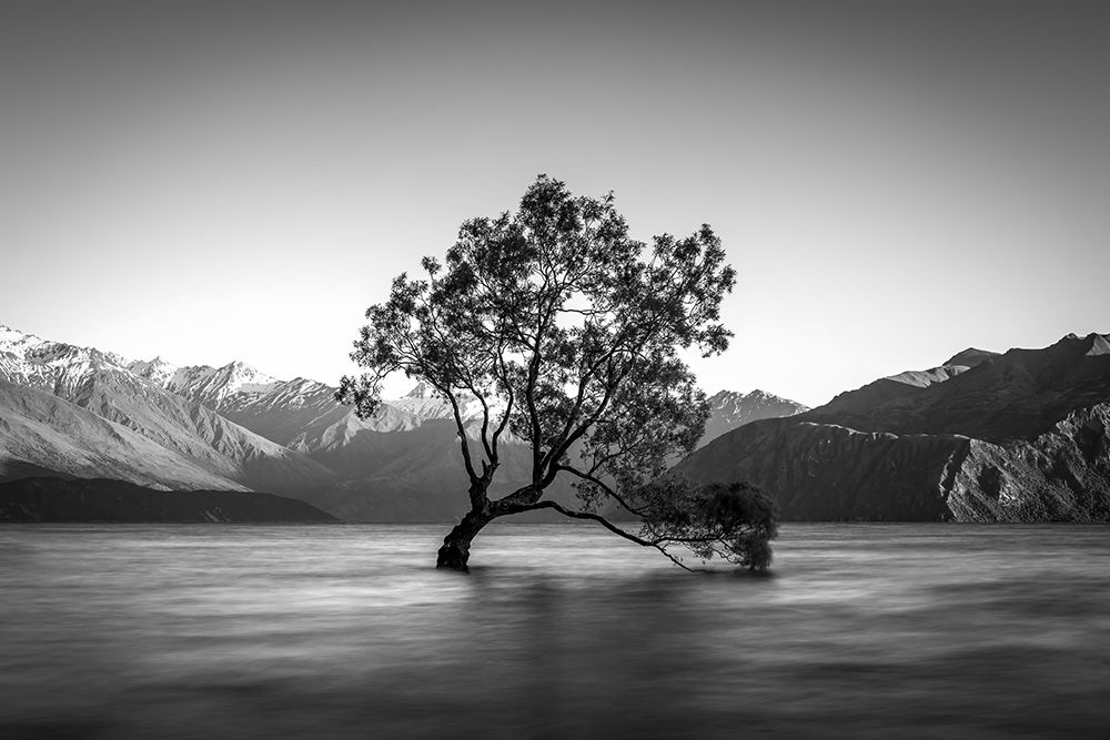 Wanaka Tree art print by Christoph Schaarschmidt for $57.95 CAD