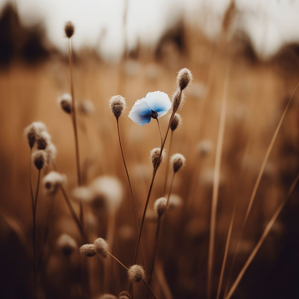Bluecornflowerno6 Fullsize art print by Treechild for $57.95 CAD