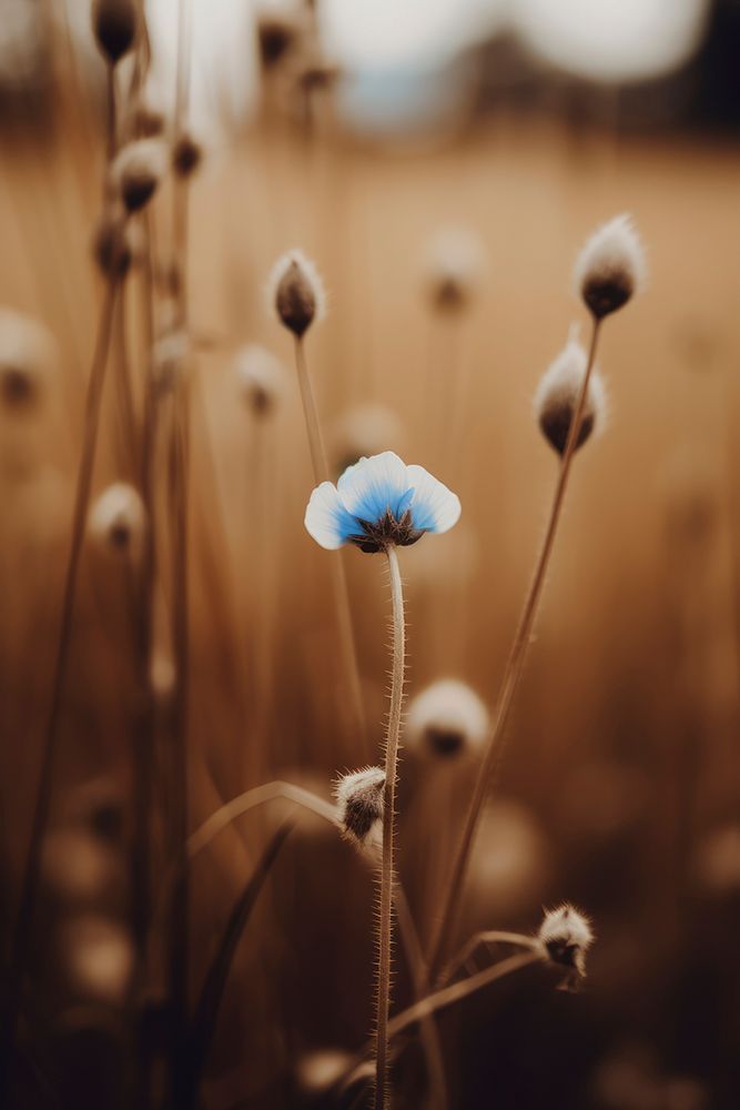 Bluecornflowerno4 Fullsize art print by Treechild for $57.95 CAD