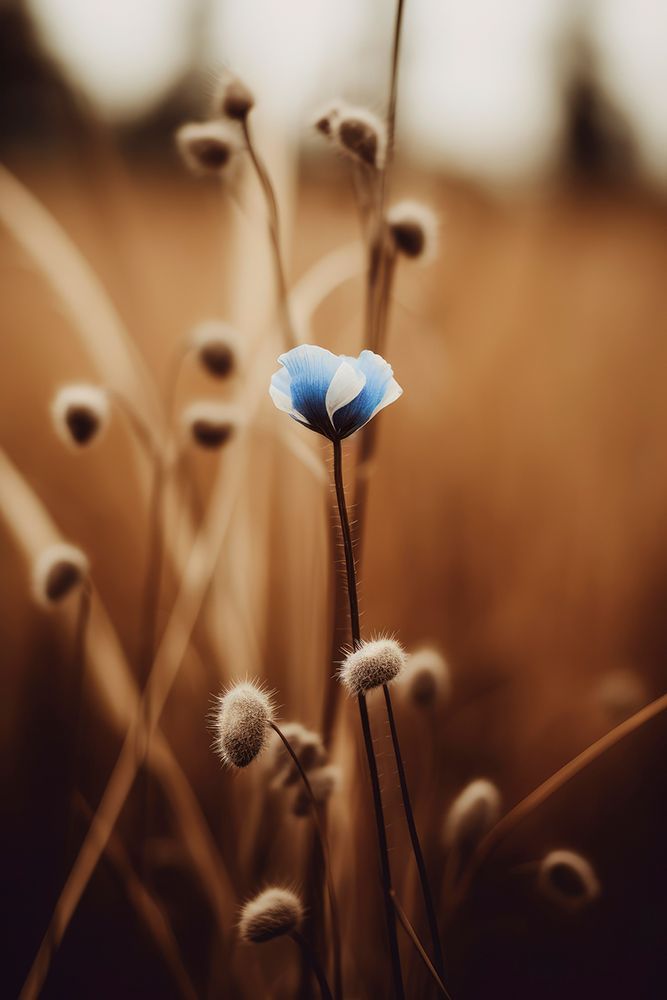 Bluecornflowerno3 Fullsize art print by Treechild for $57.95 CAD