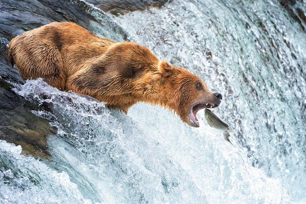 Grizzly Bears Salmon Spectacle art print by Ruiqing P. for $57.95 CAD