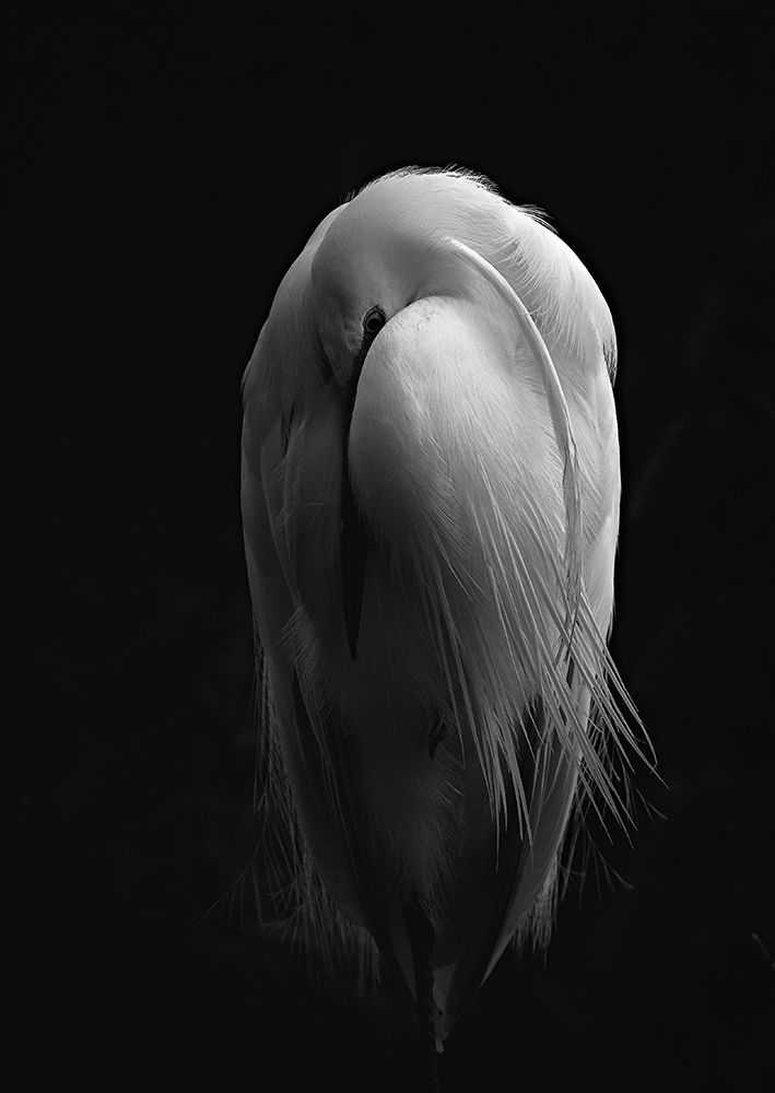 Resting Egret art print by Stuart Williams for $57.95 CAD