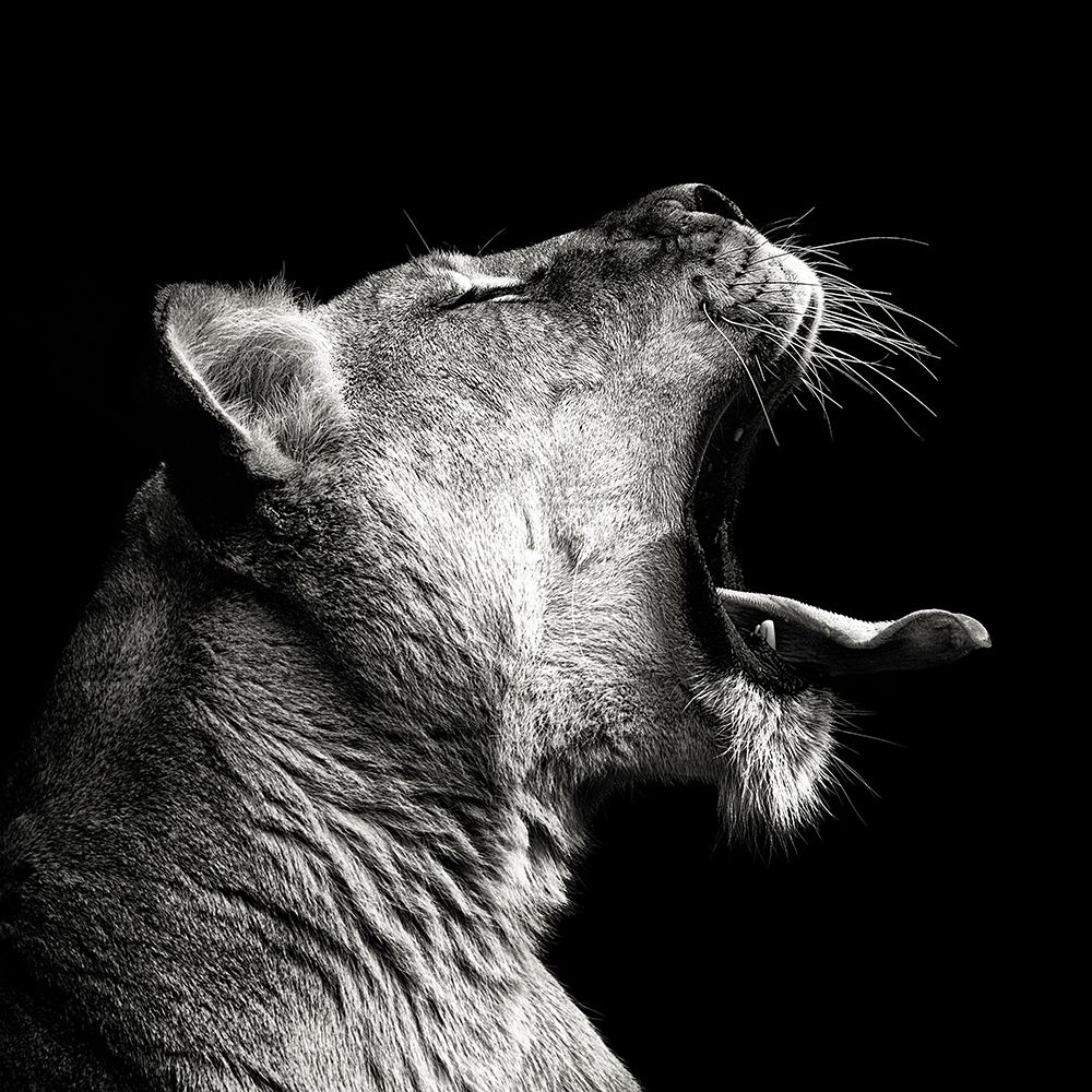 Primal Yawn art print by Christian Meermann for $57.95 CAD