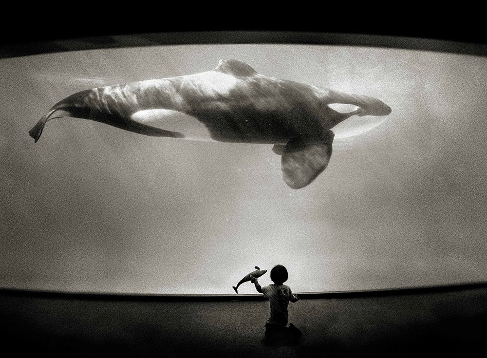 Within The Orcas Domain art print by Kenichiro Hagiwara for $57.95 CAD
