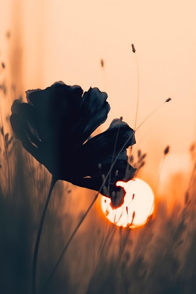 Before Sunset No 2 art print by Treechild for $57.95 CAD