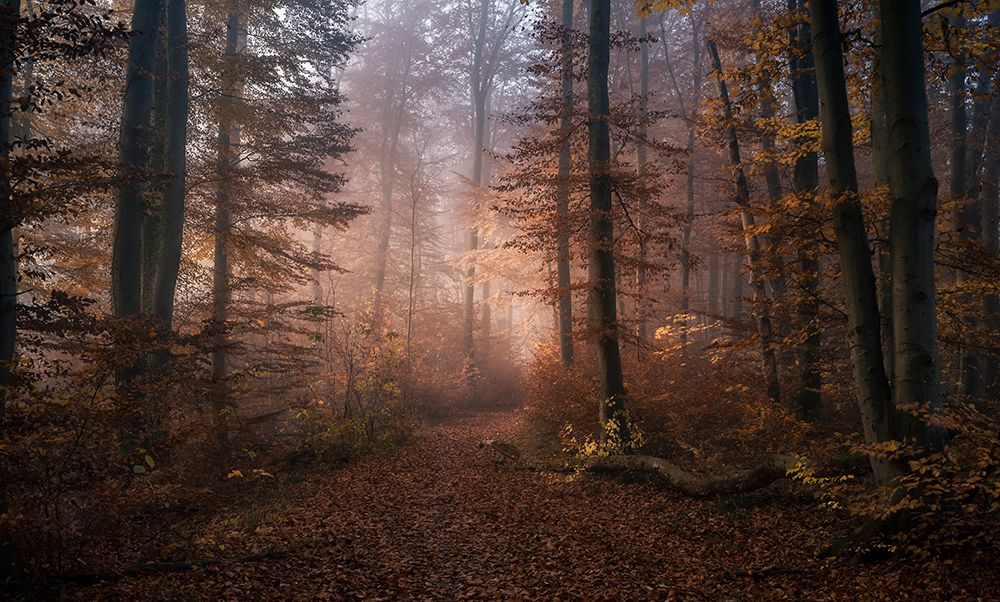 November Symphony art print by Tom Meier for $57.95 CAD