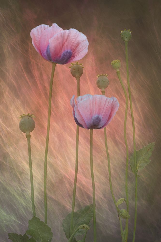 Friends art print by Richard Urbanski for $57.95 CAD