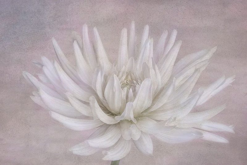 White art print by Marie-anne Stas for $57.95 CAD
