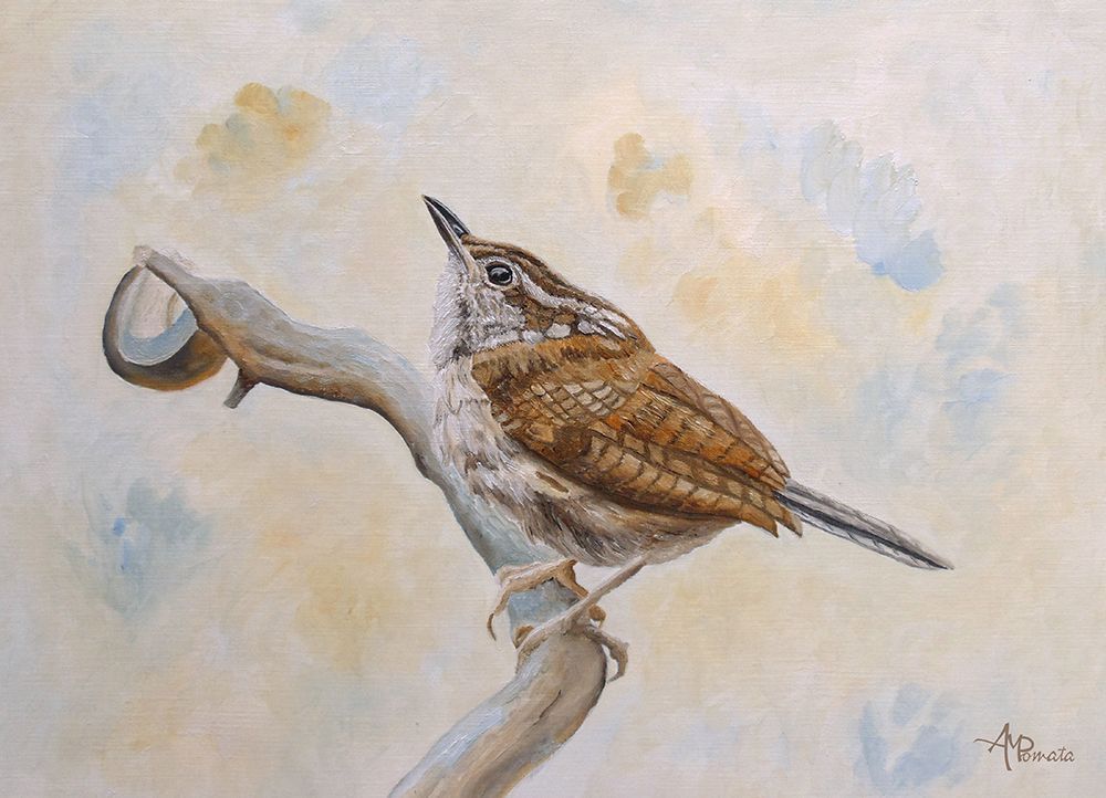 Carolina Wren art print by Angeles M. Pomata for $57.95 CAD