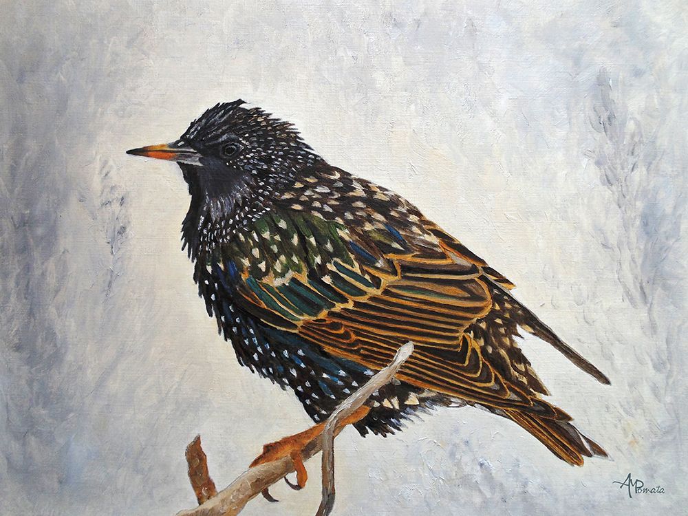 Wrapped Up   European Starling art print by Angeles M. Pomata for $57.95 CAD