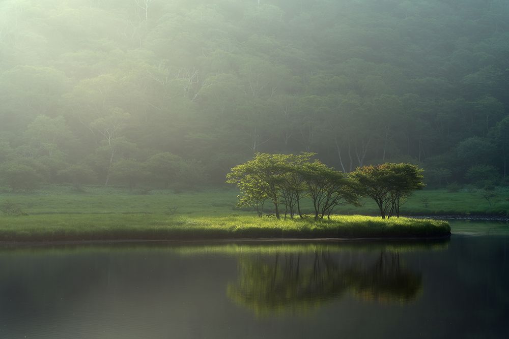 Trees In The Morning Sunlight #2 art print by Kat Tamura for $57.95 CAD
