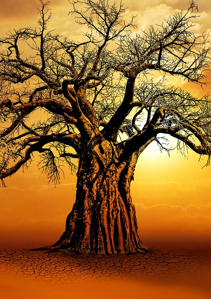 African Baobab Tree At Sunset art print by Carlo Kaminski for $57.95 CAD