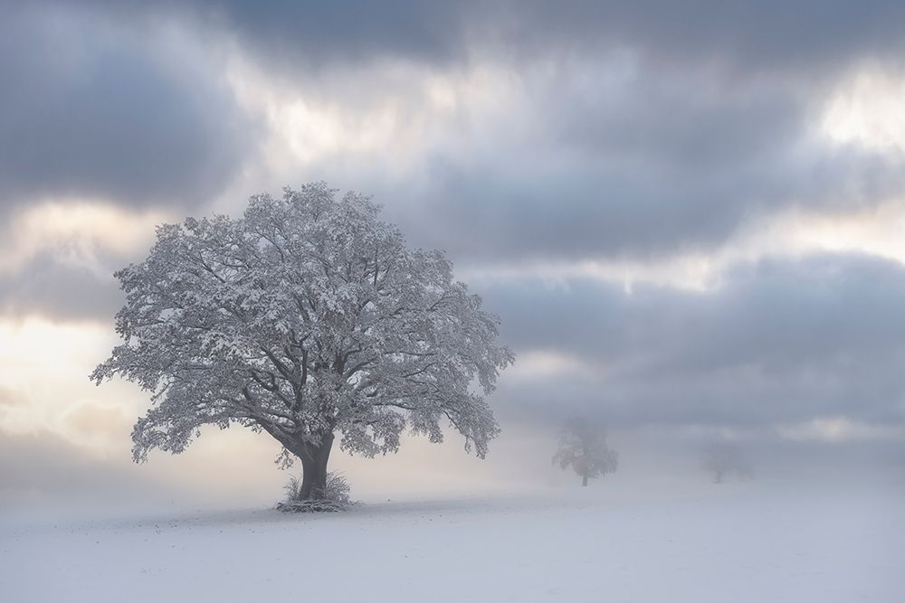 Cold Morning art print by Nina Pauli for $57.95 CAD