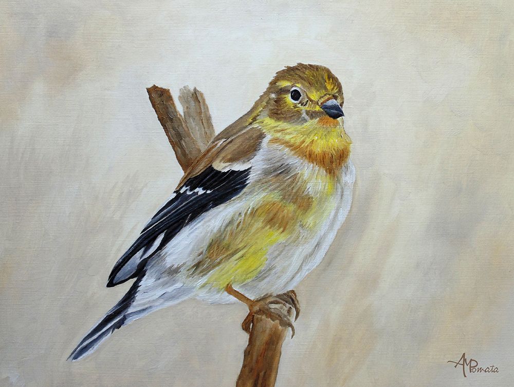 American Goldfinch Portrait art print by Angeles M. Pomata for $57.95 CAD