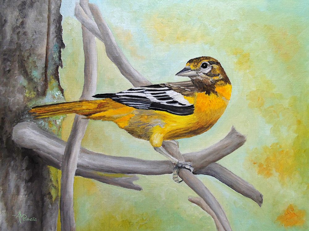 Baltimore Oriole art print by Angeles M. Pomata for $57.95 CAD