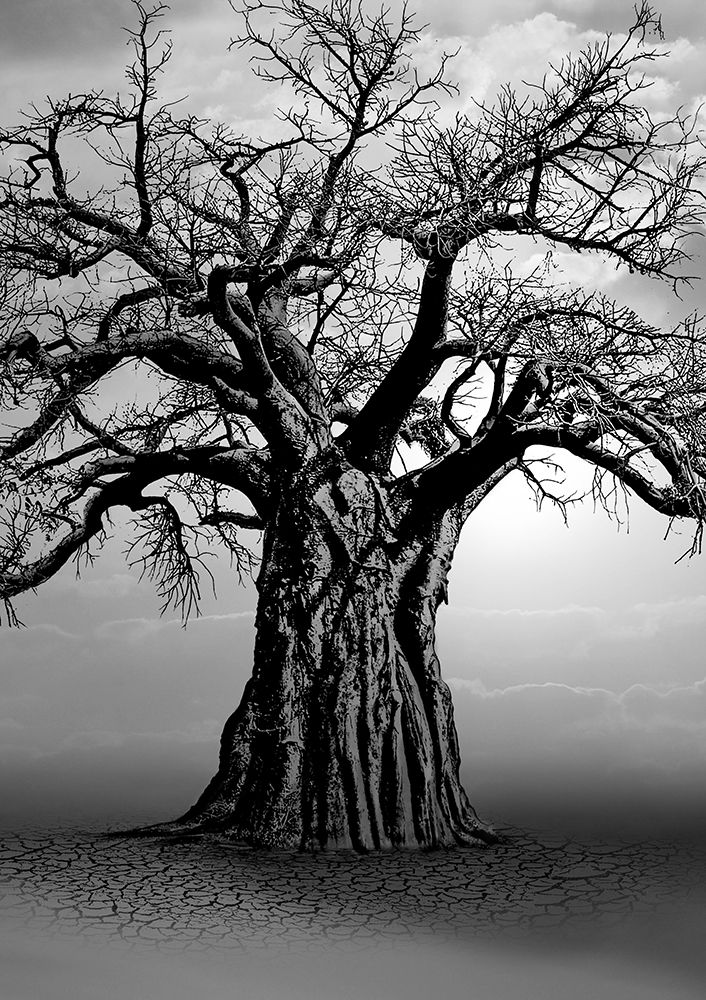 African Baobab Tree At Sunset art print by Carlo Kaminski for $57.95 CAD