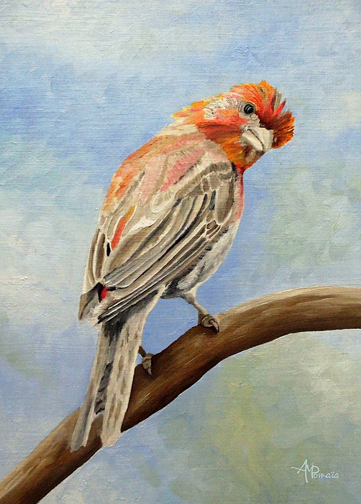 I Spy With My Little Eye   Male House Finch art print by Angeles M. Pomata for $57.95 CAD