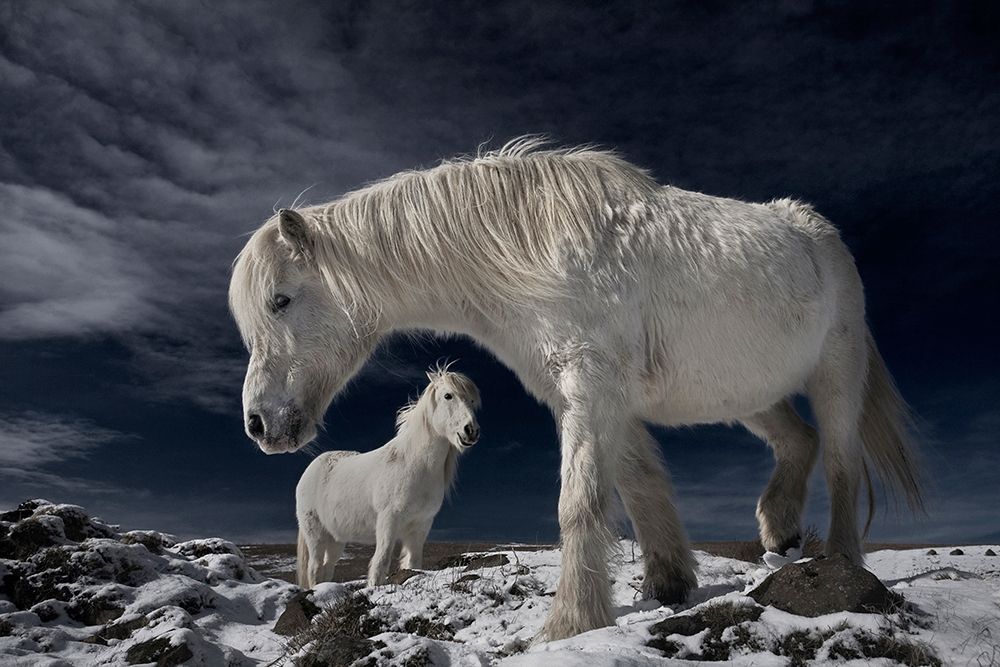 Partners art print by Bragi Ingibergsson for $57.95 CAD