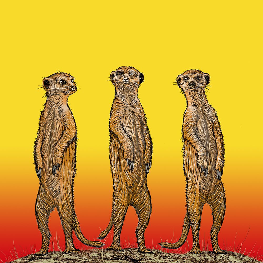 Meerkat Gang At Sunset art print by Carlo Kaminski for $57.95 CAD