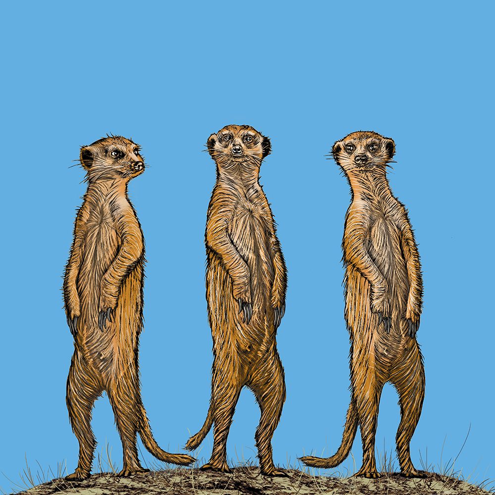 Meerkat Gang At Sunset art print by Carlo Kaminski for $57.95 CAD