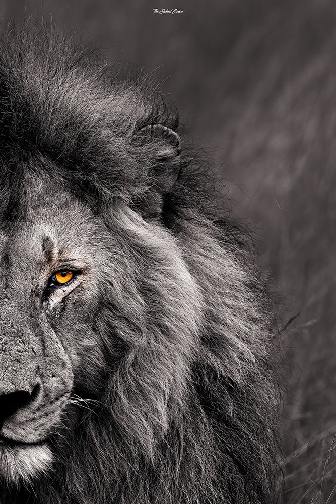 The Kings Stare art print by Saikiran Bhagavatula for $57.95 CAD