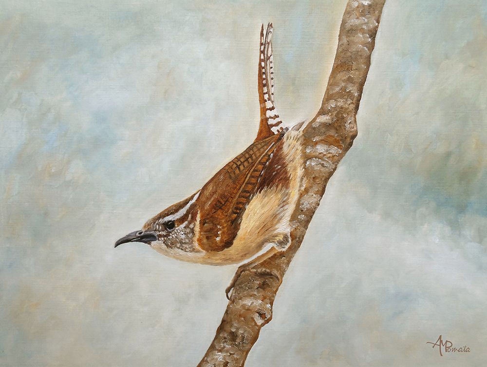 Sweet Carolina Wren art print by Angeles M. Pomata for $57.95 CAD
