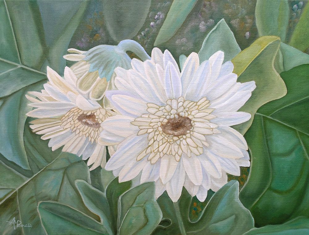 White Gerbera art print by Angeles M. Pomata for $57.95 CAD