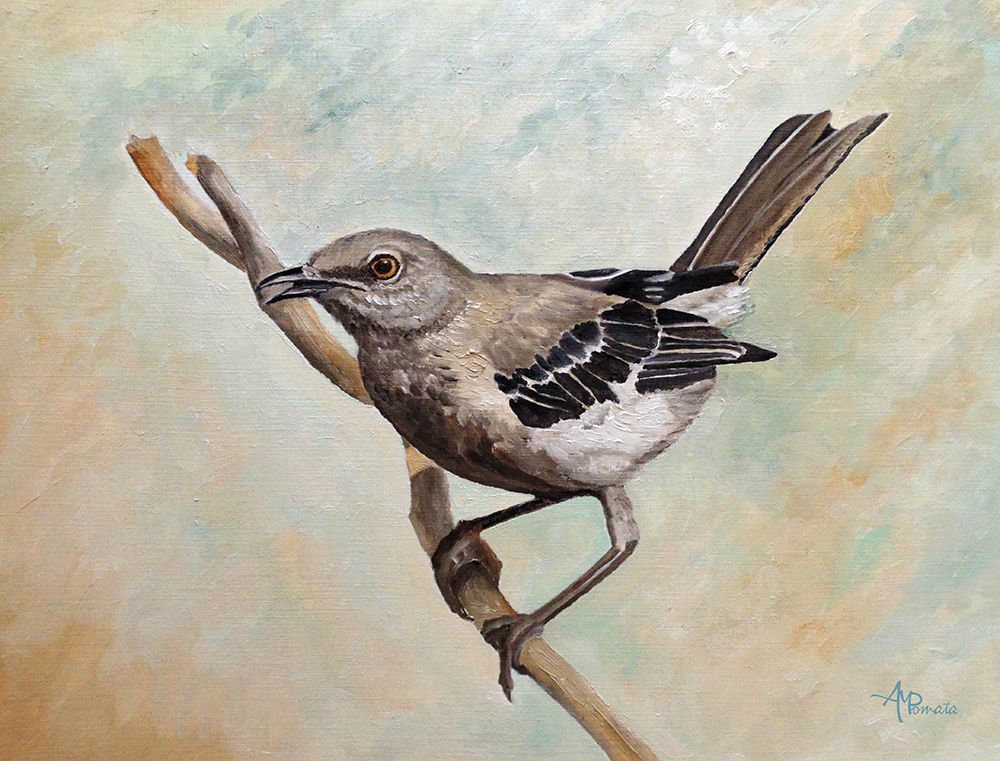Sharp Eyed Mockingbird art print by Angeles M. Pomata for $57.95 CAD