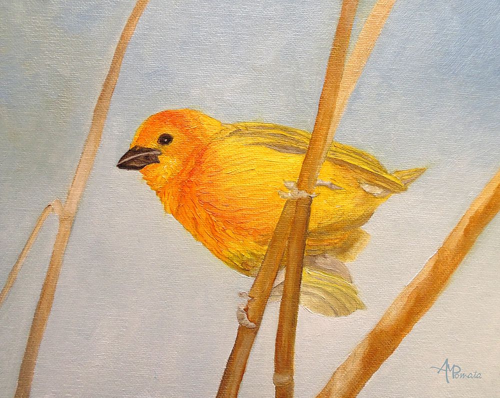 Saffron Finch art print by Angeles M. Pomata for $57.95 CAD