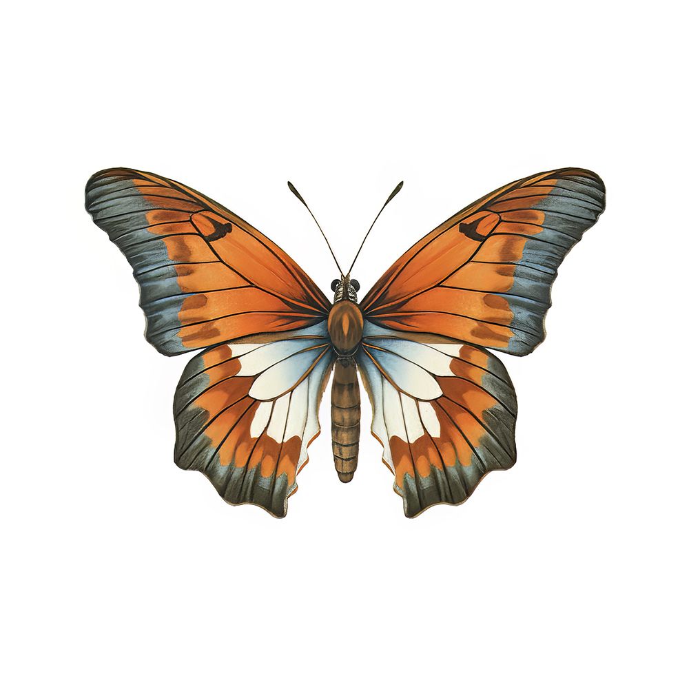 Butterfly 3 art print by Bilge Paksoylu for $57.95 CAD