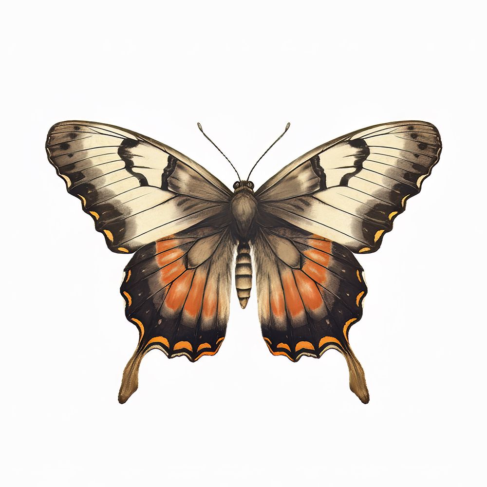 Butterfly 11 art print by Bilge Paksoylu for $57.95 CAD