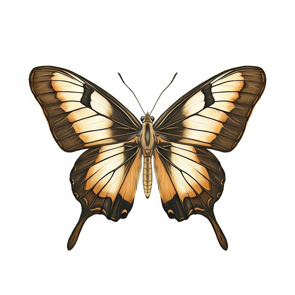 Butterfly 14 art print by Bilge Paksoylu for $57.95 CAD