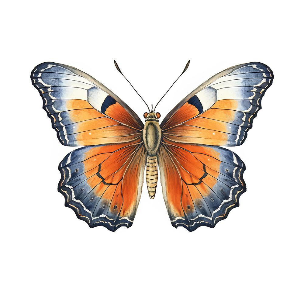 Butterfly 18 art print by Bilge Paksoylu for $57.95 CAD