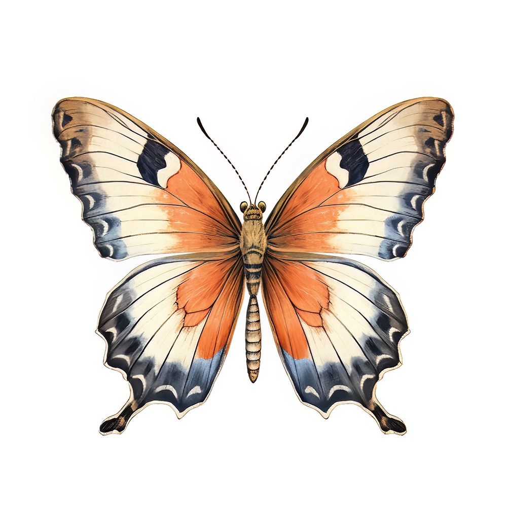 Butterfly 29 art print by Bilge Paksoylu for $57.95 CAD