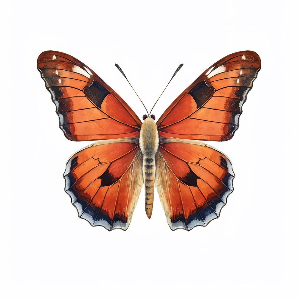 Butterfly 39 art print by Bilge Paksoylu for $57.95 CAD
