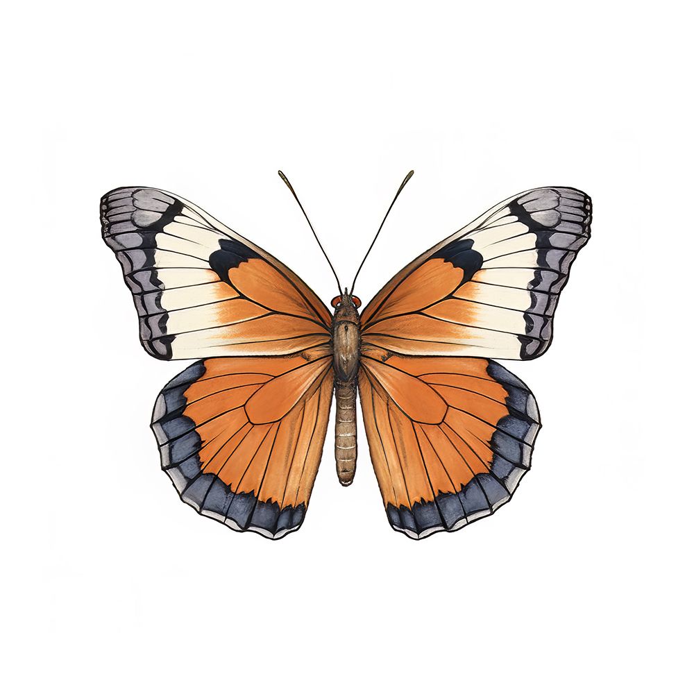 Butterfly 42 art print by Bilge Paksoylu for $57.95 CAD
