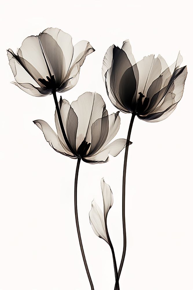 Black Tulips 2 art print by Bilge Paksoylu for $57.95 CAD