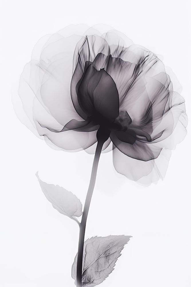 X Ray 3 art print by Bilge Paksoylu for $57.95 CAD