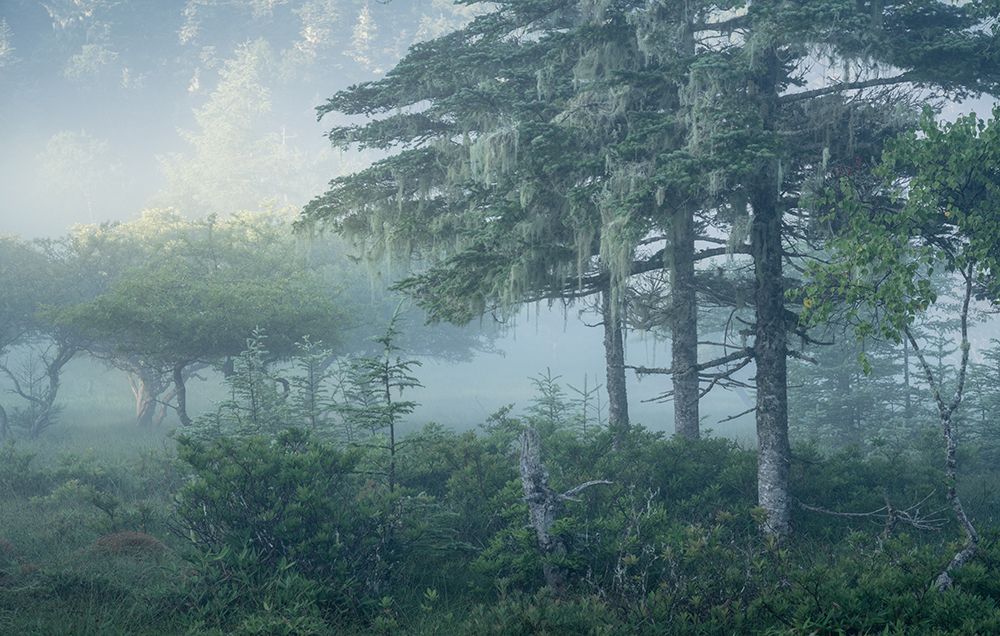 Misty Forest Serenity art print by Masaki Sugita for $57.95 CAD
