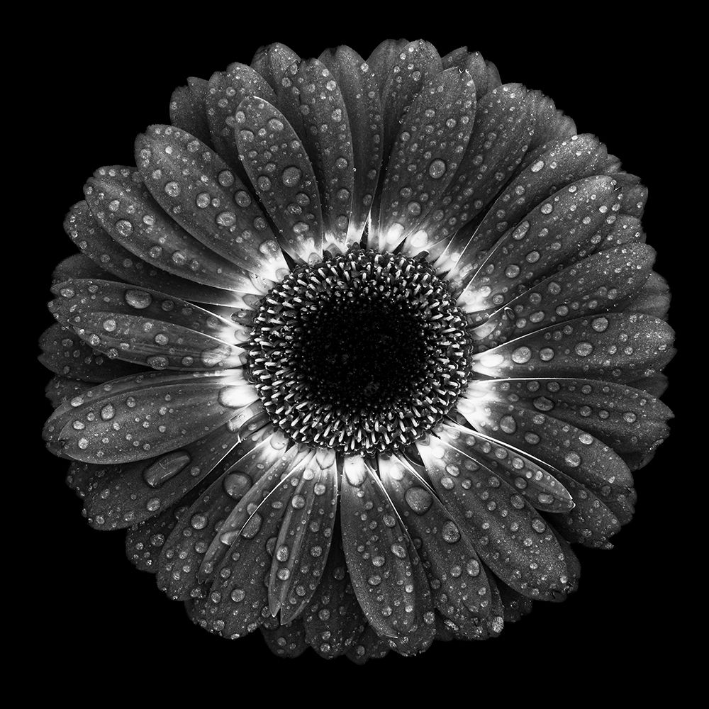 Floral Drops art print by Milton Mpounas for $57.95 CAD