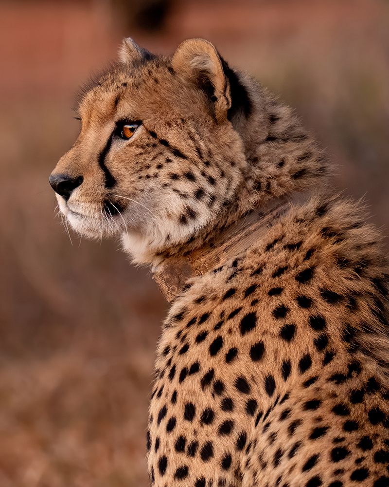 Cheetah At Sunset art print by Naomi Lupton for $57.95 CAD