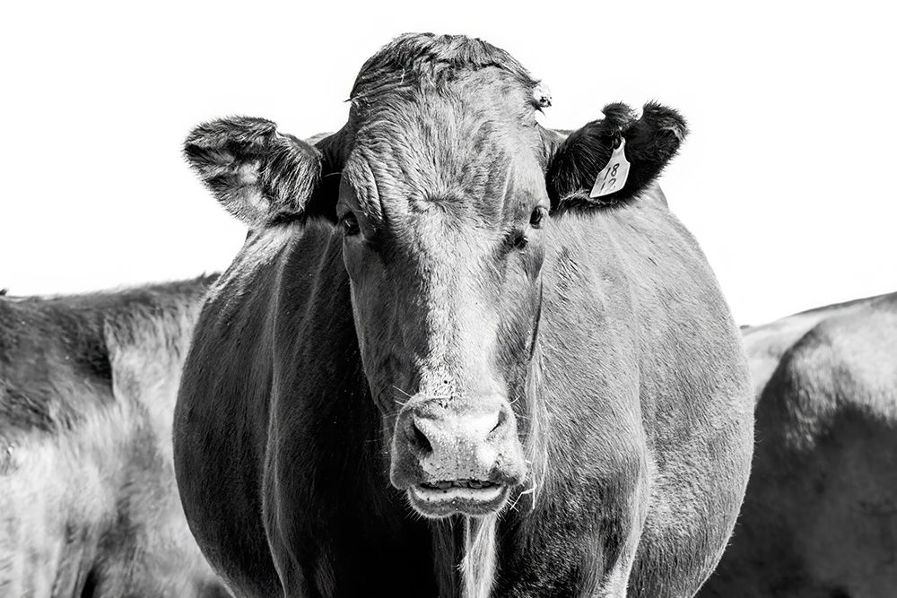 Bonsmara Cow In Black A White art print by Naomi Lupton for $57.95 CAD