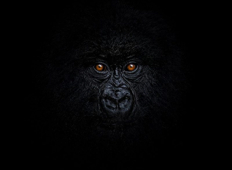 Baby Mountain Gorilla art print by Raffi Bashlian for $57.95 CAD