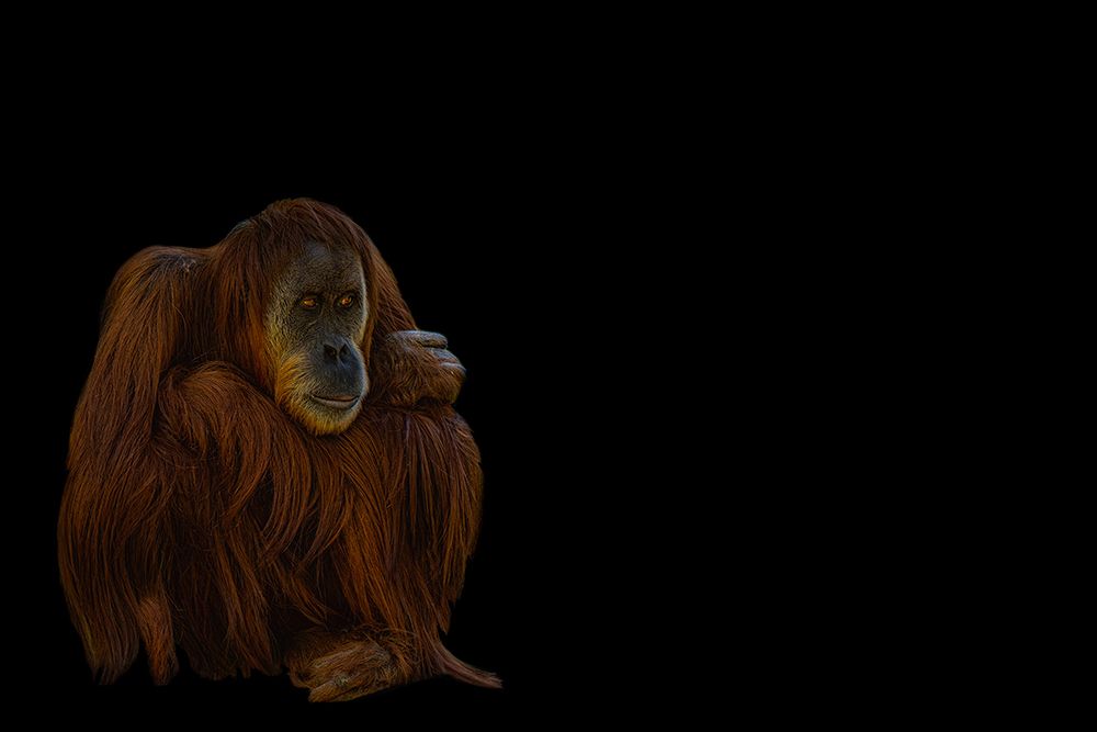 Orang-Utan art print by Georgios Tsikiridis for $57.95 CAD
