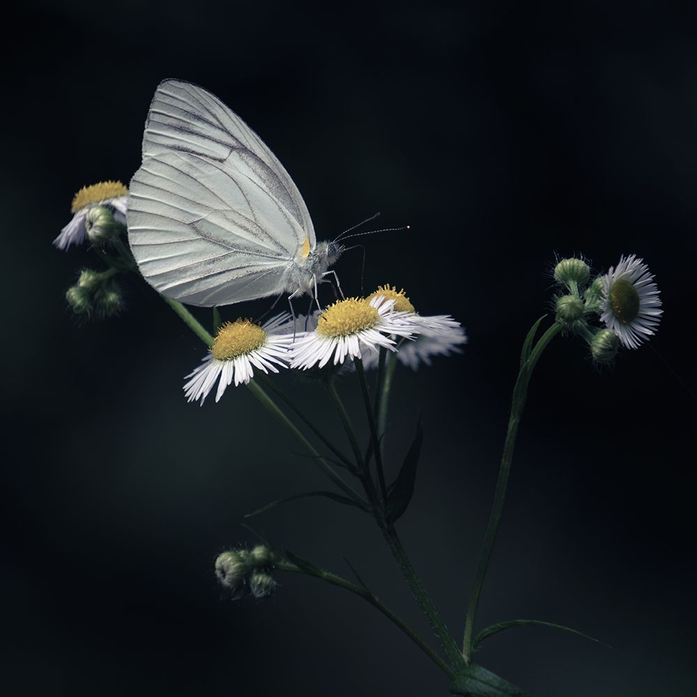 Butterfly art print by Hiromitsu Ichioka for $57.95 CAD