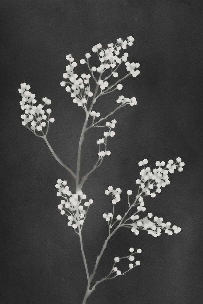 Monograph Black Flowers art print by Amini54 for $57.95 CAD